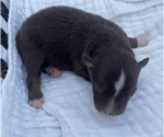 Small Photo #17 Australian Shepherd Puppy For Sale in YADKINVILLE, NC, USA