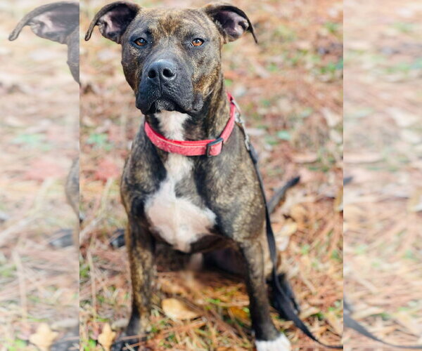 Medium Photo #2 Bullboxer Pit Puppy For Sale in Social Circle, GA, USA