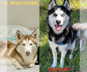 Mother of the Siberian Husky puppies born on 04/30/2023