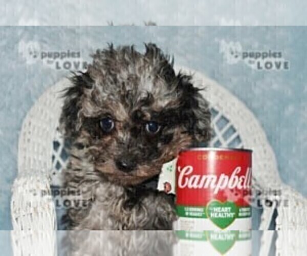 Medium Photo #6 Poodle (Toy) Puppy For Sale in SANGER, TX, USA