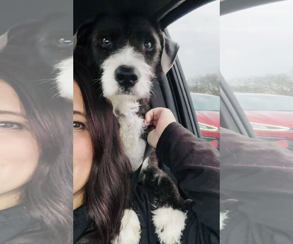 Medium Photo #3 Mutt Puppy For Sale in Germantown, OH, USA