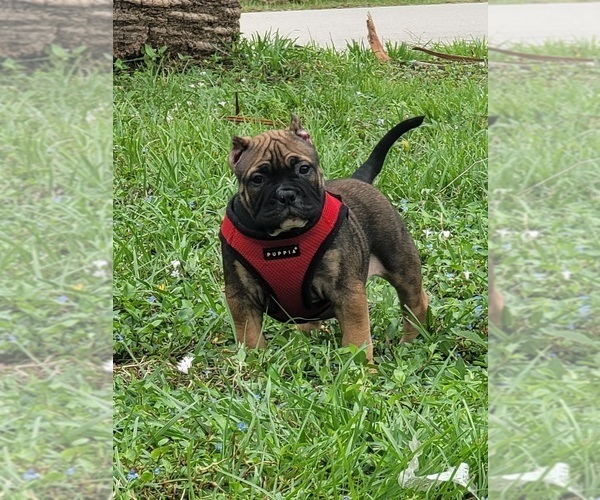 Medium Photo #1 American Bully Puppy For Sale in NORTH PORT, FL, USA