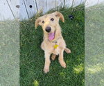 Small #10 Labradoodle