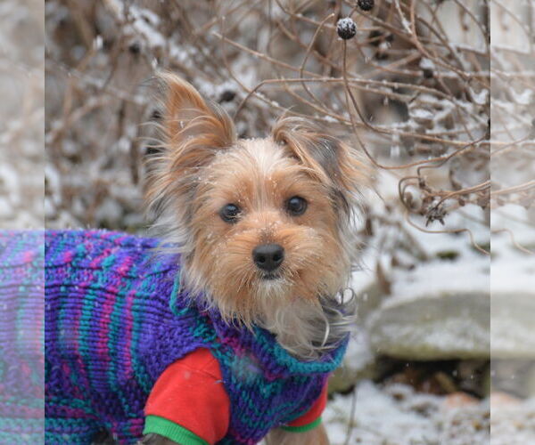 Medium Photo #4 Mutt Puppy For Sale in Gretna, NE, USA