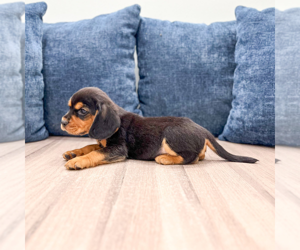 Medium Photo #5 Beaglier Puppy For Sale in MILLERSBURG, OH, USA