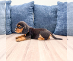 Small #4 Beaglier