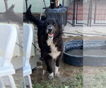 Small Great Pyrenees Mix
