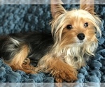 Small Photo #10 Yorkshire Terrier Puppy For Sale in WOODSTOCK, CT, USA