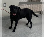 Small #1 Labrador Retriever Mix
