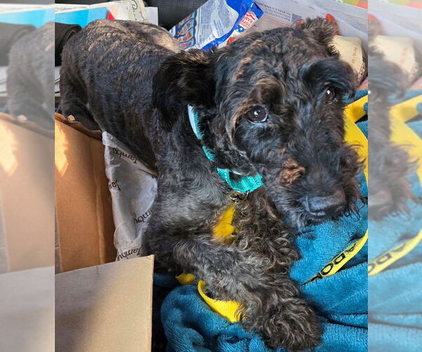 Medium Photo #1 Mutt Puppy For Sale in San Antonio, TX, USA