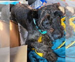 Small Mutt