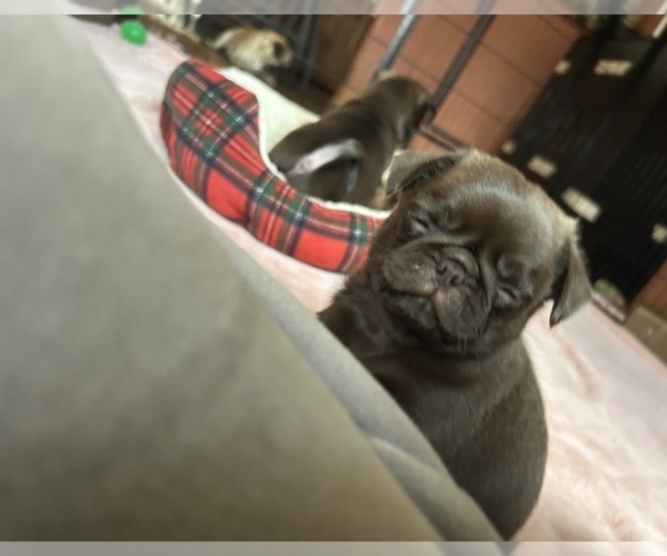Medium Photo #5 Pug Puppy For Sale in BLOOMINGTON, IL, USA