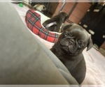 Small #4 Pug