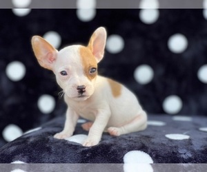 French Bulldog-Jack Russell Terrier Mix Puppy for sale in LAKELAND, FL, USA