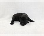 Small Photo #2 Schnauzer (Miniature) Puppy For Sale in FORT LAUDERDALE, FL, USA