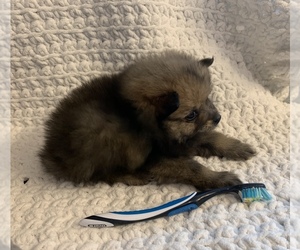 Miniature Spitz Puppy for sale in PALMDALE, CA, USA