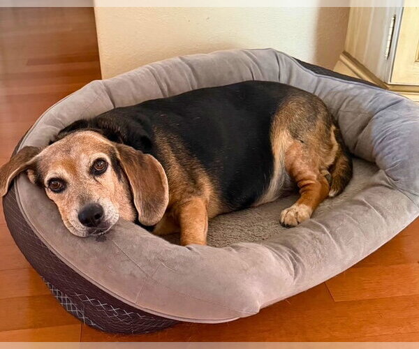 Medium Photo #7 Beagle Puppy For Sale in Dunnellon, FL, USA
