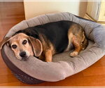 Small #6 Beagle