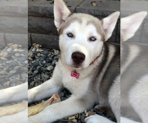 Mother of the Siberian Husky puppies born on 07/31/2019