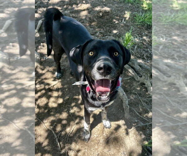 Medium Photo #3 Labrador Retriever Puppy For Sale in Aurora, IN, USA