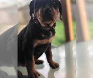 Rottweiler Puppy for sale in PIQUA, OH, USA