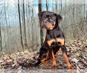 Eve - Female Rottweiler Dog for Adoption - Photo #12