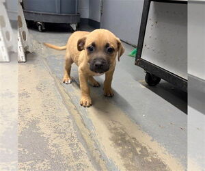 Boxer-Feist Terrier Mix Dogs for adoption in Tallahassee, FL, USA