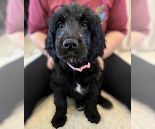 Medium Photo #19 Goldendoodle Puppy For Sale in FORT LAUDERDALE, FL, USA