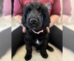 Small Photo #19 Goldendoodle Puppy For Sale in FORT LAUDERDALE, FL, USA