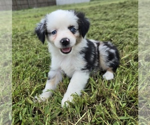 Miniature Australian Shepherd Puppy for Sale in ELIZABETH CITY, North Carolina USA