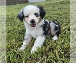 Small Miniature Australian Shepherd