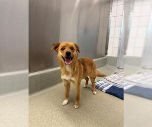 Chihuahua-Unknown Mix Dogs for adoption in San Martin, CA, USA