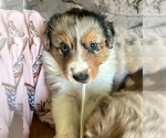 Puppy Niffler Australian Shepherd