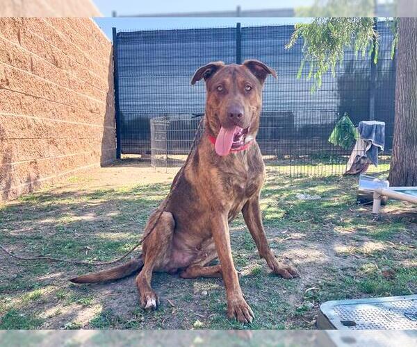 Medium Photo #3 American Pit Bull Terrier Puppy For Sale in Orange, CA, USA