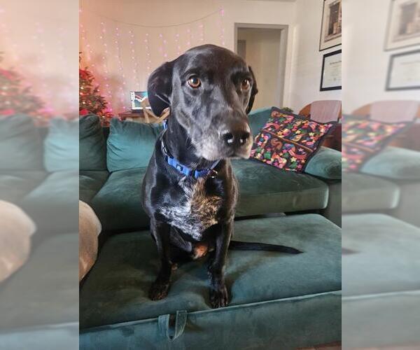 Medium Photo #3 Labrador Retriever Puppy For Sale in Pasadena, TX, USA