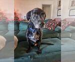 Small #2 Labrador Retriever