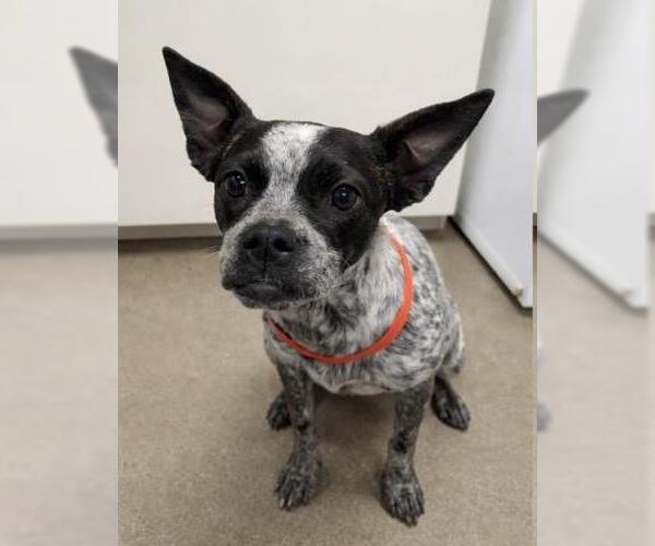 Medium Photo #1 Chihuahua-Unknown Mix Puppy For Sale in HESPERIA, CA, USA