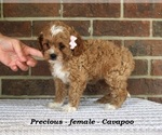 Small #2 Cavapoo