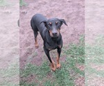 Small #1 Doberman Pinscher