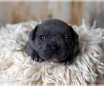 Small Photo #3 American Bully-French Bulldog Mix Puppy For Sale in FAYETTEVILLE, NC, USA