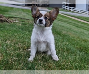 Papillon Puppy for sale in MILLERSBURG, OH, USA