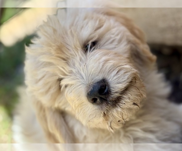 Medium Photo #5 Goldendoodle Puppy For Sale in VALLEY CENTER, CA, USA
