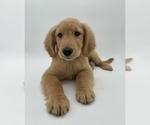 Small Photo #9 Golden Retriever Puppy For Sale in OCALA, FL, USA