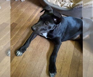 Mutt Dogs for adoption in Thomasville, NC, USA