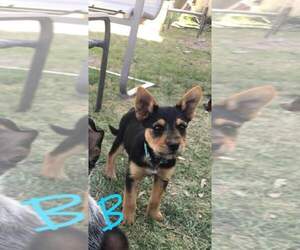 Australian Cattle Dog-Norwich Terrier Mix Puppy for sale in INCHELIUM, WA, USA