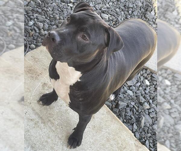 Medium Photo #1 American Staffordshire Terrier Puppy For Sale in San Antonio, TX, USA