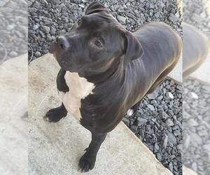 American Staffordshire Terrier Dogs for adoption in San Antonio, TX, USA