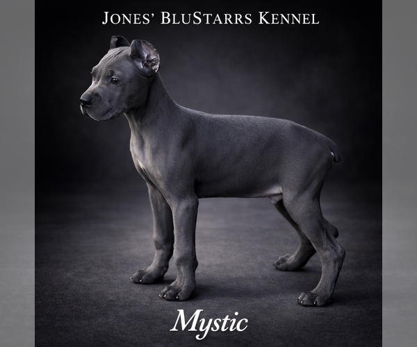 Medium Photo #25 Cane Corso Puppy For Sale in ANDERSON, IN, USA