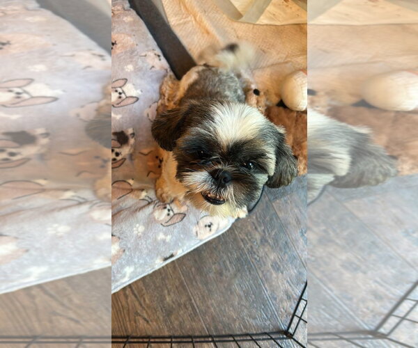 Medium Photo #1 Shih Tzu Puppy For Sale in Greenville, SC, USA