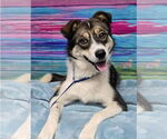 Small #3 Border Collie Mix